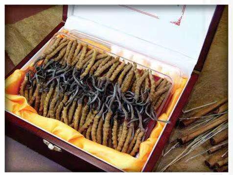 永登冬虫夏草回收